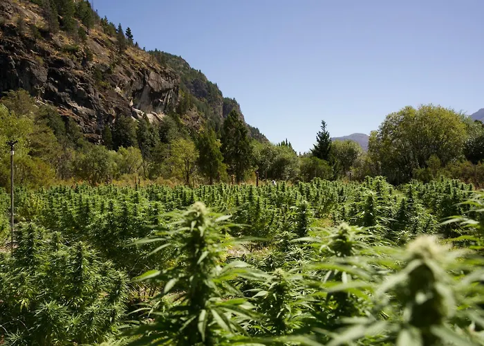 Los Cauces - Reserva Cannabica