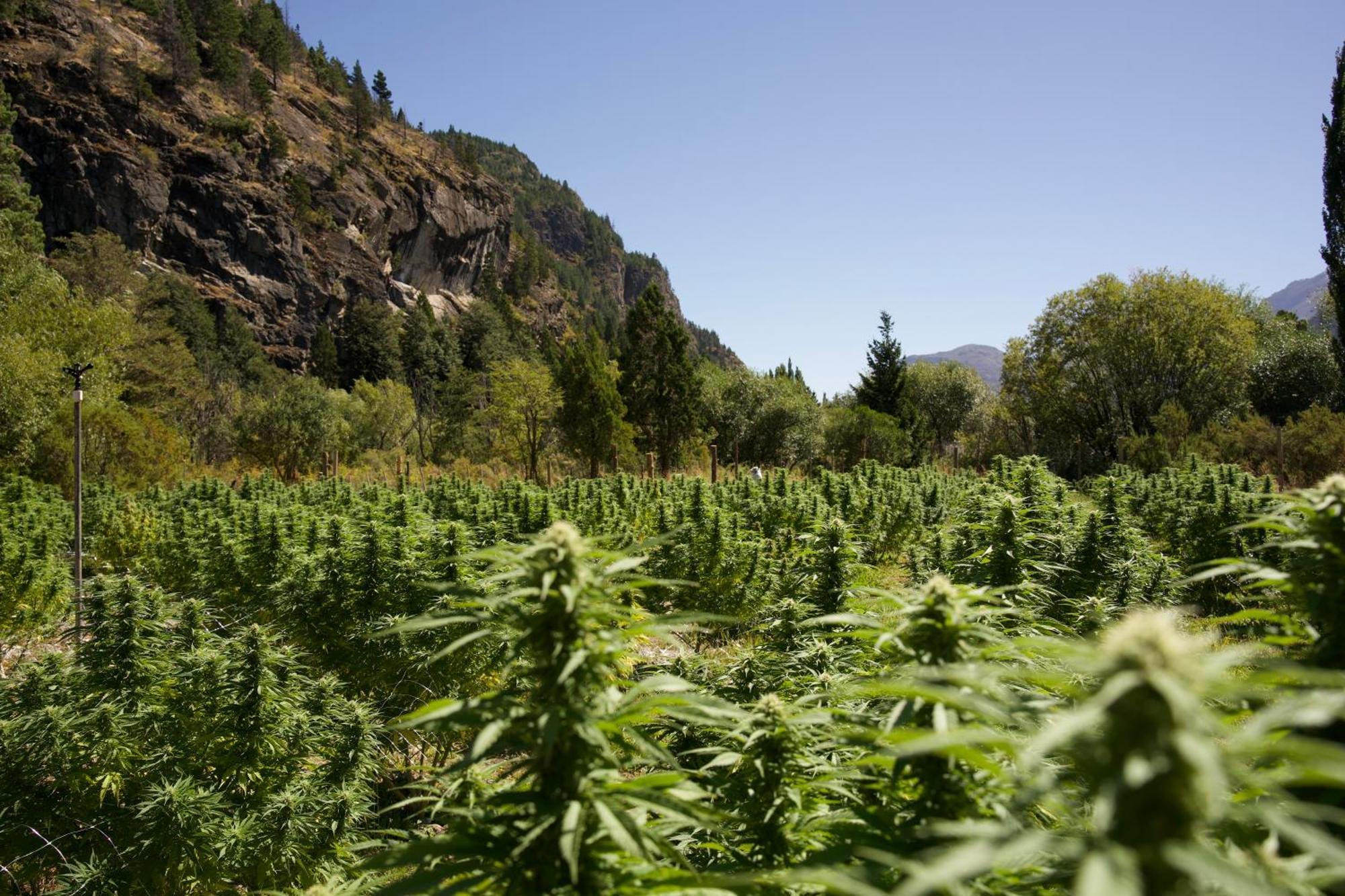 Cauces - Reserva Cannabica Lodge